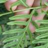 Fotografia 4 da espécie Pteris dentata do Jardim Botânico UTAD