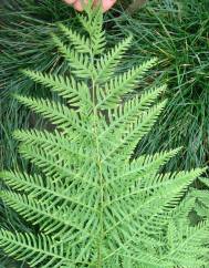 Pteris dentata