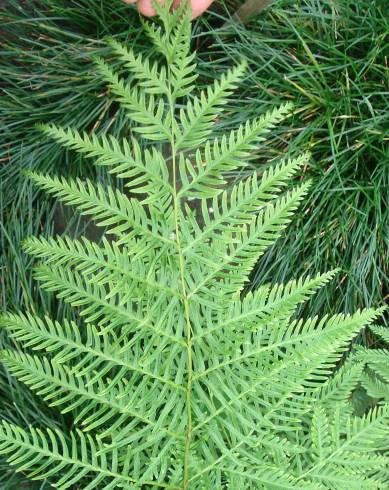 Fotografia de capa Pteris dentata - do Jardim Botânico