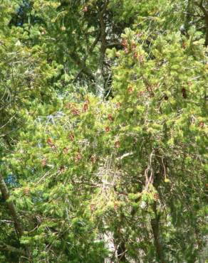 Fotografia 7 da espécie Pseudotsuga menziesii var. menziesii no Jardim Botânico UTAD