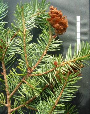 Fotografia 8 da espécie Pseudotsuga menziesii var. menziesii no Jardim Botânico UTAD