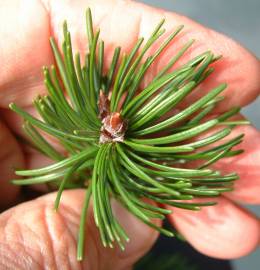 Fotografia da espécie Pseudotsuga menziesii var. menziesii