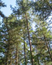 Fotografia da espécie Pseudotsuga menziesii