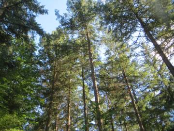 Fotografia da espécie Pseudotsuga menziesii var. menziesii