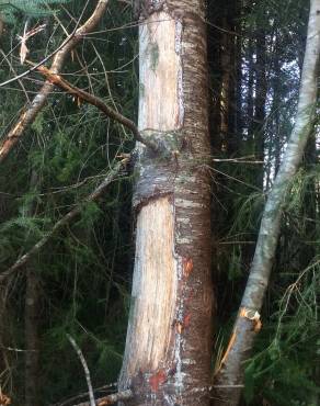 Fotografia 10 da espécie Pseudotsuga menziesii var. menziesii no Jardim Botânico UTAD