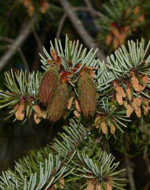 Fotografia 12 da espécie Pseudotsuga menziesii var. menziesii no Jardim Botânico UTAD