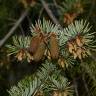 Fotografia 12 da espécie Pseudotsuga menziesii var. menziesii do Jardim Botânico UTAD