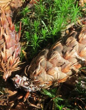 Fotografia 13 da espécie Pseudotsuga menziesii var. menziesii no Jardim Botânico UTAD