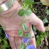 Fotografia 9 da espécie Convolvulus sabatius do Jardim Botânico UTAD