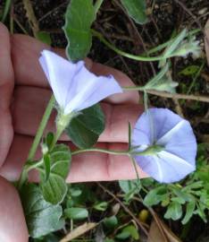 Fotografia da espécie Convolvulus sabatius