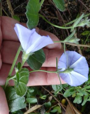 Fotografia 11 da espécie Convolvulus sabatius no Jardim Botânico UTAD