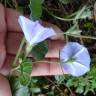 Fotografia 11 da espécie Convolvulus sabatius do Jardim Botânico UTAD