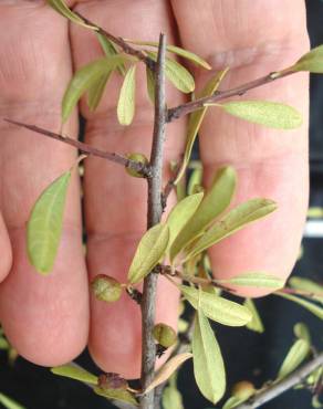 Fotografia 7 da espécie Rhamnus lycioides subesp. oleoides no Jardim Botânico UTAD