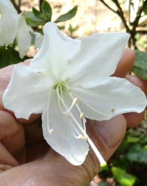 Fotografia 9 da espécie Rhododendron mucronulatum no Jardim Botânico UTAD