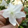 Fotografia 9 da espécie Rhododendron mucronulatum do Jardim Botânico UTAD