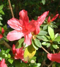 Fotografia da espécie Rhododendron kaempferi