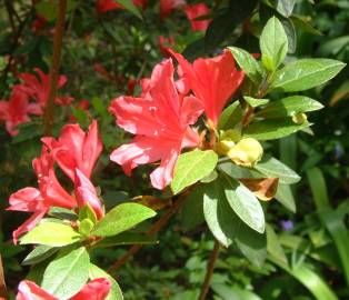 Fotografia da espécie Rhododendron kaempferi