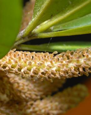 Fotografia 10 da espécie Podocarpus macrophyllus no Jardim Botânico UTAD