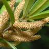 Fotografia 12 da espécie Podocarpus macrophyllus do Jardim Botânico UTAD