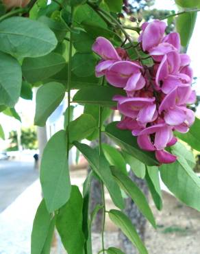 Fotografia 11 da espécie Robinia hispida no Jardim Botânico UTAD