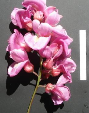 Fotografia 12 da espécie Robinia hispida no Jardim Botânico UTAD