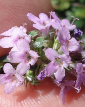 Fotografia 1 da espécie Thymus herba-barona subesp. bivalens no Jardim Botânico UTAD