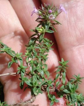 Fotografia 3 da espécie Thymus herba-barona subesp. bivalens no Jardim Botânico UTAD