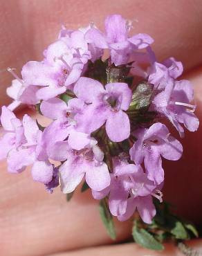 Fotografia 6 da espécie Thymus herba-barona subesp. bivalens no Jardim Botânico UTAD