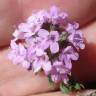 Fotografia 6 da espécie Thymus herba-barona subesp. bivalens do Jardim Botânico UTAD