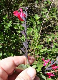 Fotografia da espécie Salvia greggii