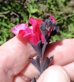 Fotografia da espécie Salvia greggii