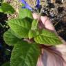 Fotografia 12 da espécie Salvia mexicana do Jardim Botânico UTAD