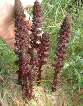 Fotografia 18 da espécie Orobanche foetida no Jardim Botânico UTAD