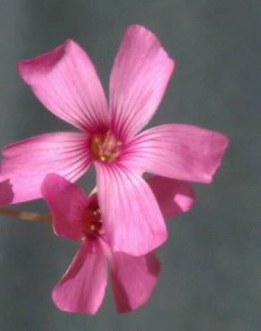 Fotografia 6 da espécie Oxalis articulata no Jardim Botânico UTAD