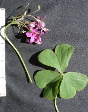 Fotografia 8 da espécie Oxalis articulata no Jardim Botânico UTAD