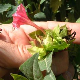 Fotografia da espécie Mirabilis jalapa