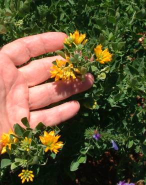 Fotografia 7 da espécie Medicago falcata no Jardim Botânico UTAD