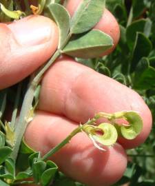 Fotografia da espécie Medicago falcata