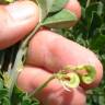 Fotografia 10 da espécie Medicago falcata do Jardim Botânico UTAD