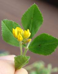 Medicago blancheana