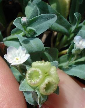 Fotografia 1 da espécie Omphalodes kuzinskyanae no Jardim Botânico UTAD