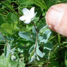 Fotografia da espécie Omphalodes kuzinskyanae
