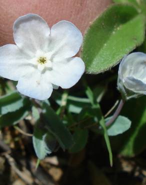 Fotografia 5 da espécie Omphalodes kuzinskyanae no Jardim Botânico UTAD