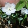 Fotografia 5 da espécie Omphalodes kuzinskyanae do Jardim Botânico UTAD