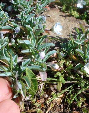 Fotografia 6 da espécie Omphalodes kuzinskyanae no Jardim Botânico UTAD