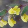 Fotografia 1 da espécie Odontites viscosus do Jardim Botânico UTAD