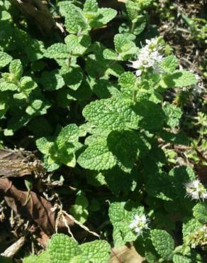 Fotografia 32 da espécie Mentha suaveolens no Jardim Botânico UTAD