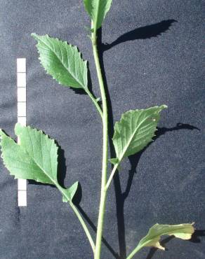 Fotografia 5 da espécie Rapistrum rugosum subesp. linnaeanum no Jardim Botânico UTAD