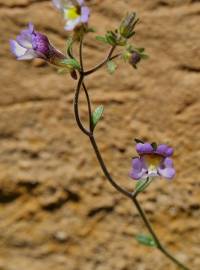 Fotografia da espécie Chaenorhinum origanifolium subesp. origanifolium