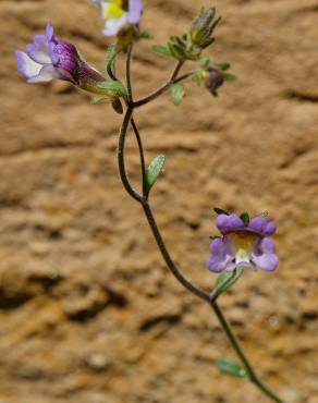Fotografia 2 da espécie Chaenorhinum origanifolium subesp. origanifolium no Jardim Botânico UTAD